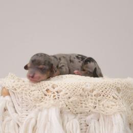 AKC-Carmen - Dapple female Dachshund puppy in Knox City, Missouri from Brittney's Dachshunds
