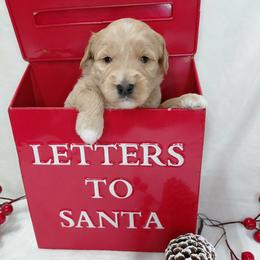 Vince - Apricot male Goldendoodle puppy in Eau Claire, Wisconsin from Fisher River Doodle's