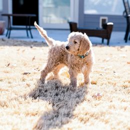 Bernedoodle and Goldendoodle Puppies from Heartfelt GoldenDoodles