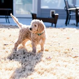 Bernedoodle and Goldendoodle Puppies from Heartfelt GoldenDoodles