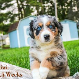 Kiwi - Blue merle Australian Shepherd puppy in Indianapolis, Indiana from Sunburst Australian Shepherds