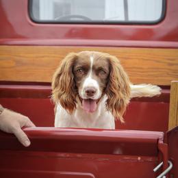 English Springer Spaniel puppies from Southern Springers