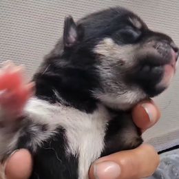 AKC Buddy - Black and tan male Shiba Inu puppy in Jensen Beach, Florida from ScrapiShibas