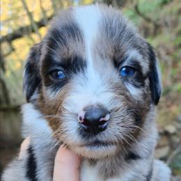 Peppermint - Blue merle male Australian Shepherd puppy in Washington from Arbor hill Australian Shepherds