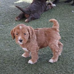 Copper orange collar - Apricot male Australian Labradoodle puppy in Provo, Utah from EllsWORTH Labradoodles LLC