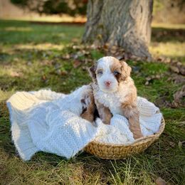 Schnitzel - Chocolate merle male Bernedoodle puppy in Bremen, Indiana from Farmland Doodles