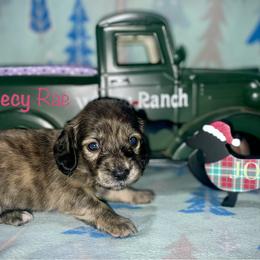 Reecy Rae - Brindle female Dachshund puppy in Cadillac, Michigan from Winzig Ranch