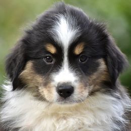 Australian Shepherd and Miniature American Shepherd Puppies from Bright Heart Aussies & Miniature American Shepherds