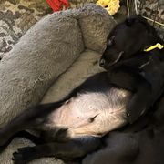Boy 1 - Black Flat-Coated Retriever puppy in Pennsylvania from Iconic Flat Coated Retrievers