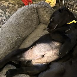 Boy 1 - Black Flat-Coated Retriever puppy in Pennsylvania from Iconic Flat Coated Retrievers