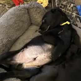 Boy 1 - Black Flat-Coated Retriever puppy in Pennsylvania from Iconic Flat Coated Retrievers