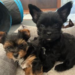 John - Black and tan male Yorkshire Terrier puppy in Waco, Texas from Betterthan Chocolate Yorkies