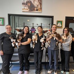 Golden Retriever, Miniature American Shepherd, and Siberian Husky Puppies from HuskiesAndGoldensWithFinesse