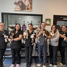 Golden Retriever, Miniature American Shepherd, and Siberian Husky Puppies from HuskiesAndGoldensWithFinesse