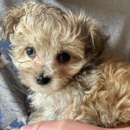 Girl 1-Brownie - Black & tan tri-color female Maltipoo puppy in Ashville, Alabama from LMC Pups