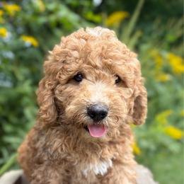 Laredo - Parti male Goldendoodle puppy in Zeeland, Michigan from Dandelion Lane Doodles