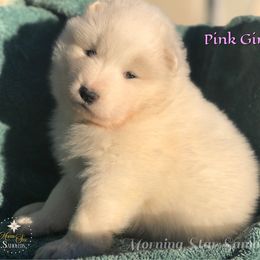Pink Girl - White and biscuit female Samoyed puppy in Bear Creek, Montana from Morning Star Samoyeds