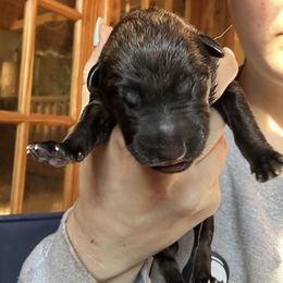 Girl 2 - female Belgian Malinois puppy in Constantia, New York from Creek Corners