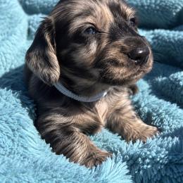 Wilder - Dapple male Dachshund puppy in Cottage Grove, Oregon from Freckled Roots Farm Dachshunds