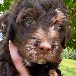 Ford - Brown male Bernedoodle puppy in Horseshoe Bend, Idaho from Over the Moon Poodles and Doodles