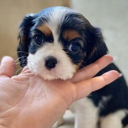 Cavalier King Charles Spaniel Puppies from Peaceful Promise Cavaliers