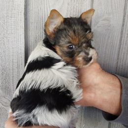 Boy 2 - Parti male Yorkshire Terrier puppy in Jamestown, Tennessee from Green Ridge