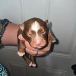 Miss Flamingo - Red tri female Toy Australian Shepherd puppy in Dolan Springs, Arizona from High Desert Companions