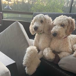 Winnie - Poodle