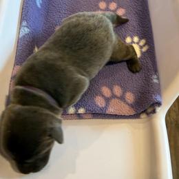 Purple- Charcoal Female - Charcoal female Dilute Retriever puppy in Marion, Illinois from Summer Lovin’ Labradors of Southern Illinois