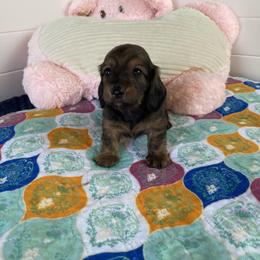 Cream brindle girl-Gracie - Cream female Dachshund puppy in Wolf Lake, Indiana from Canisteo Dachshunds