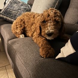 Poodle puppies from Wanda De La Rosa