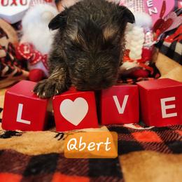 Qbert - Blue male German Shepherd puppy in Los Lunas, New Mexico from Mali's German Shepherds LLC