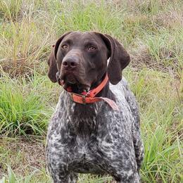 German Shorthaired Pointers from Krecklau German Shorthairs