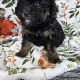 Poodle puppies from BirchBark Poodles