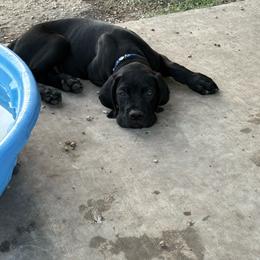 Blue Collar - Black male Cane Corso puppy in Princeton, Texas from Guardians of Arcadia Cane Corso