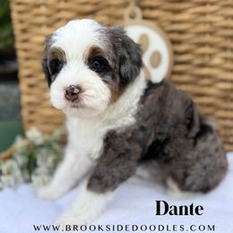 Dante - Merle male Bernedoodle puppy in Murrieta, California from Brookside Bernedoodles