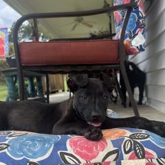 Dougal - Dark brown Xoloitzcuintli puppy in Ethridge, Tennessee from Royalty Reigns Xolos