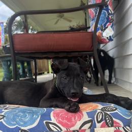 Dougal - Dark brown Xoloitzcuintli puppy in Ethridge, Tennessee from Royalty Reigns Xolos