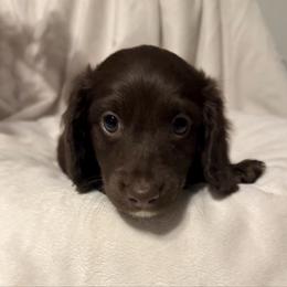 Beatnik - Chocolate male Dachshund puppy in Kentucky from Wonderful Weiners