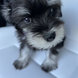 Girl 3 - Black and silver Miniature Schnauzer puppy in Washington from Ruby Schnauzers