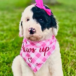 Suzie - Black and white female Sheepadoodle puppy in Willacoochee, Georgia from Kitandkboodle's Doodles