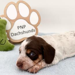 Monica - Piebald female Dachshund puppy in Ben Wheeler, Texas from P&P Dachshunds