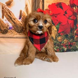 Caramel - Apricot female Cavapoo puppy in Pocasset, Massachusetts from Mini Goldendoodles of Cape Cod