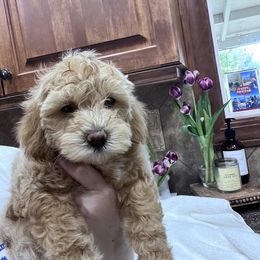 Maltipoo Puppies from Jessica's Maltipoos