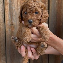 Lucy - Apricot female Assorted Doodle Crosses puppy in Yuba City, California from Lucky Day Doodles