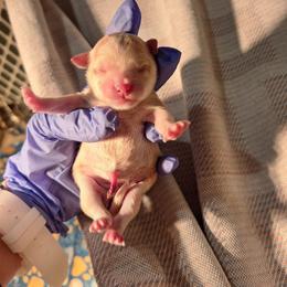 Barbie - Cream and white female Chihuahua puppy in Haines City, Florida from Kassafina Kennel