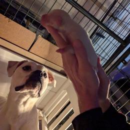 Girl 1 - White female American Bulldog puppy in La Porte, Indiana from Slayton's American Bulldogs