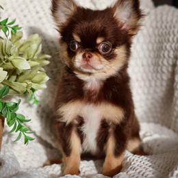 Flash 5500 - Chocolate and tan male Chihuahua puppy in Beaumont, Texas from Down south pups