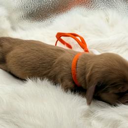 Orange collar - Cream male Dachshund puppy in Lexington, Oklahoma from BooneDox Miniature Dachshunds