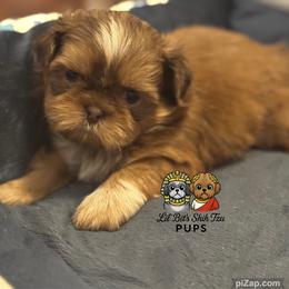 Neil - Liver male Shih Tzu puppy in Walkertown, North Carolina from Lil’ Bit’s Shih Tzu
